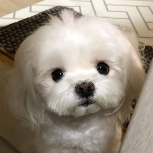 Meet your Posher, Nina